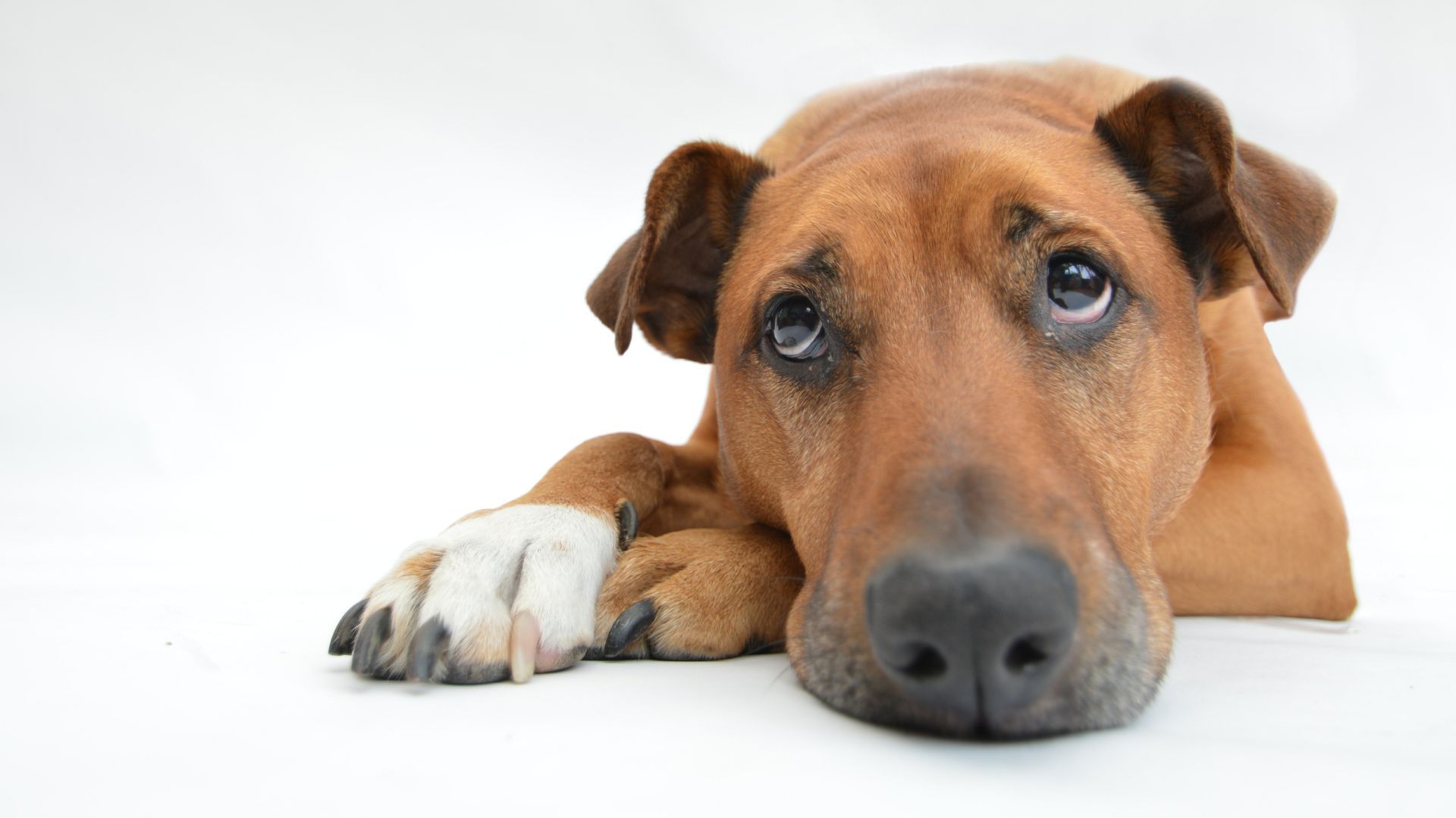 28 de mayo: Día mundial del perro sin raza