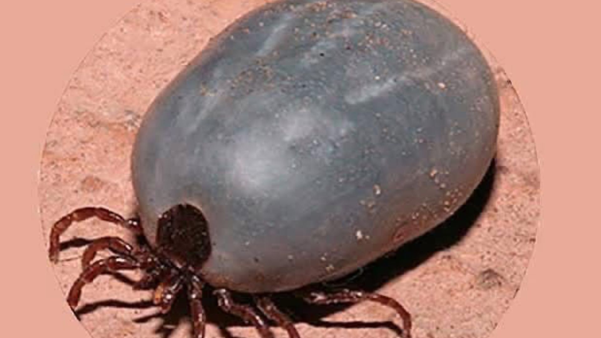 Las garrapatas