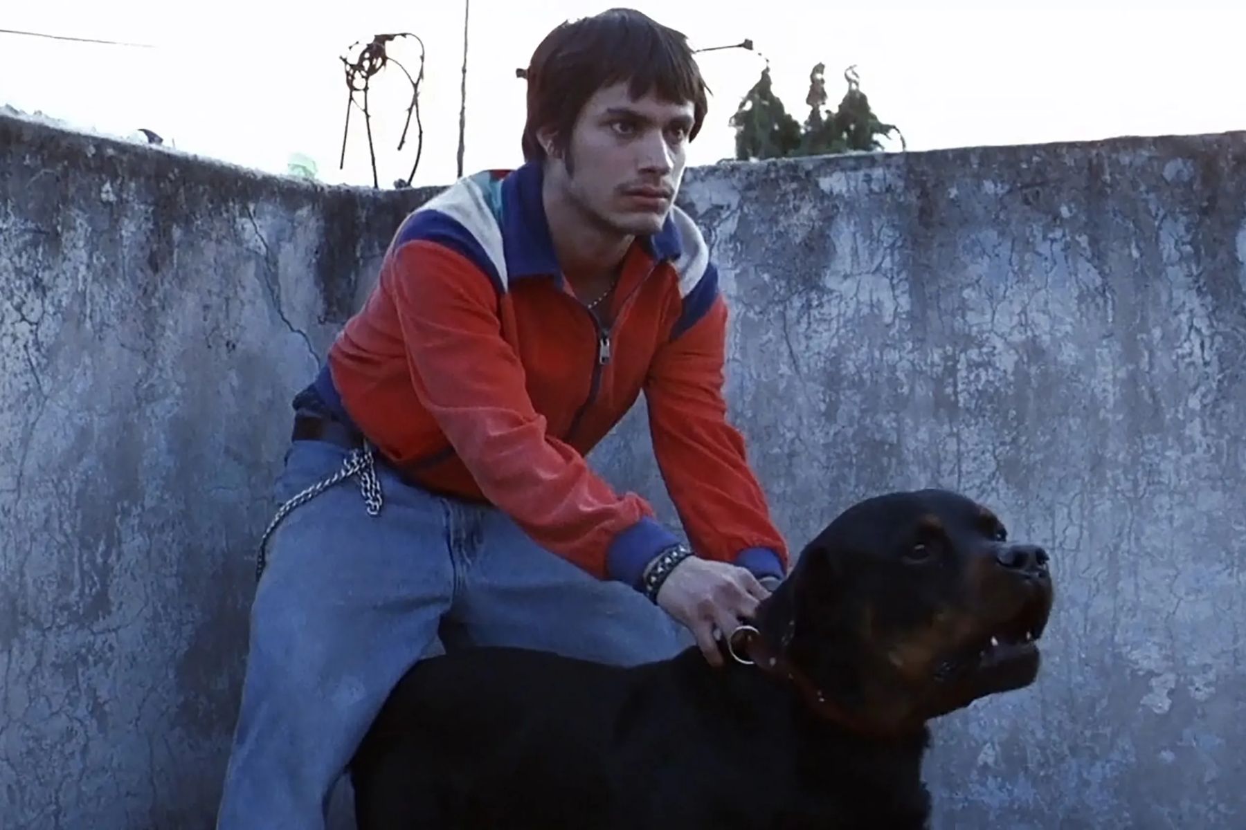 Alejandro González Iñárritu revive el alma de “Amores Perros” con “Sueño Perro”