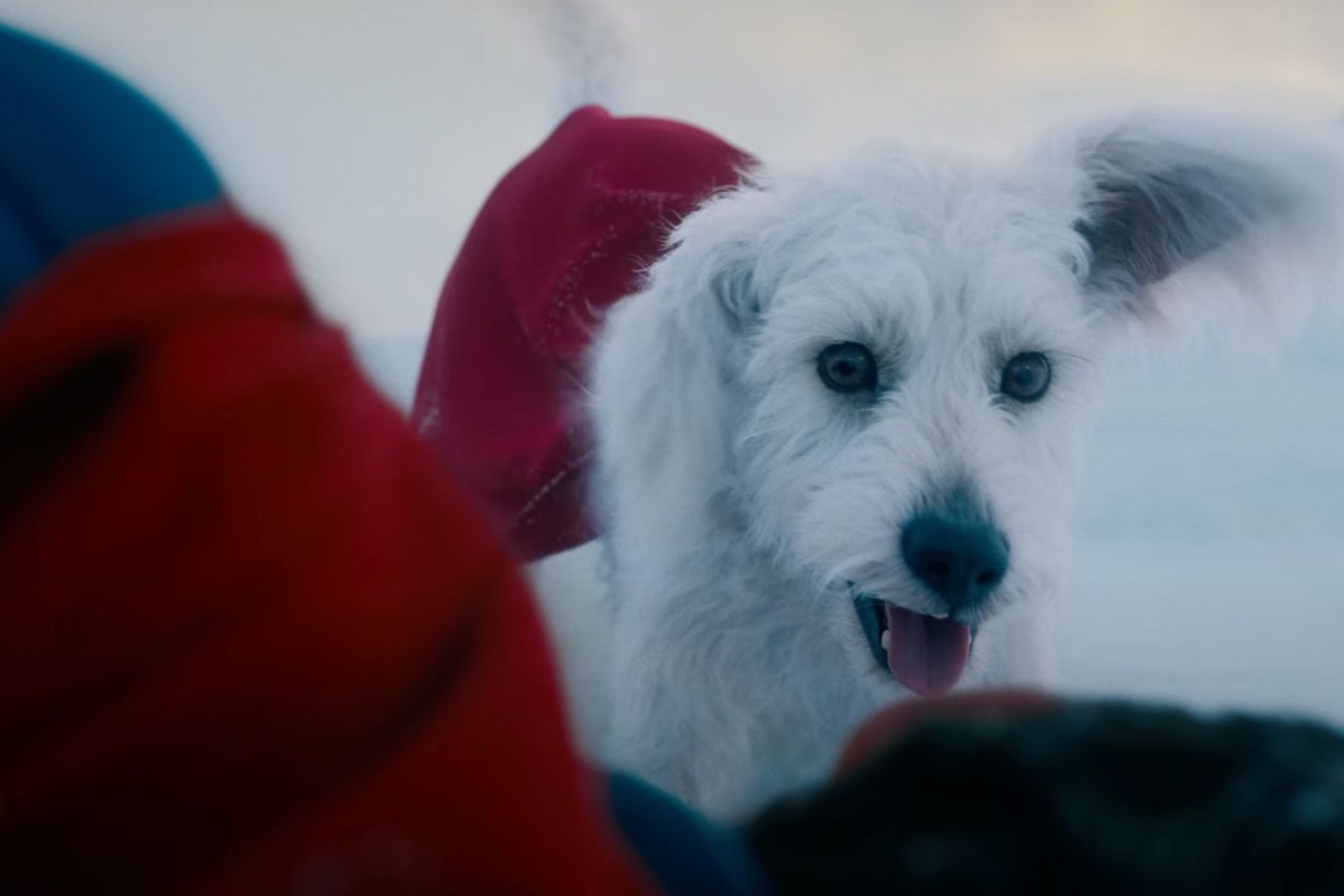 Warner Bros México lanza conmovedora campaña de adopción inspirada en Krypto, el perro de Superman