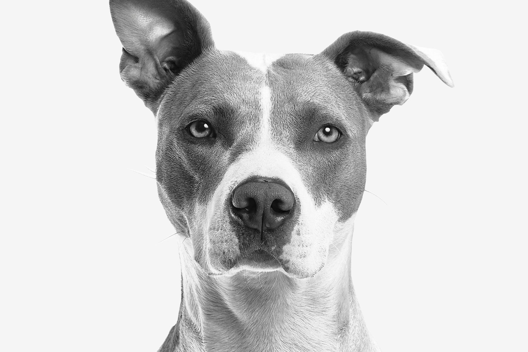 El Día Mundial del Perro.