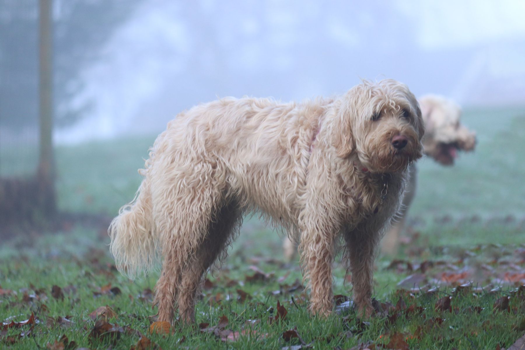 Tú mascota en temporada de lluvias