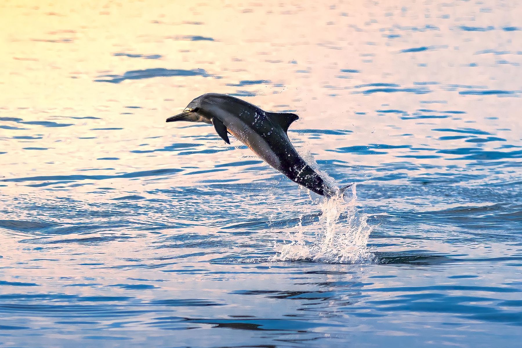 Maravillas del reino animal: comportamientos y curiosidades que asombran a la ciencia